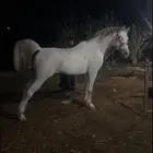 حصان شعبي شيخ السوم 2 500والبيع سمح