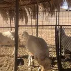 شاه جذعه
