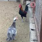 ديك بلدي للبيع