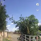 شتلات رمان جوف ال معمر