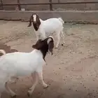 تيوس هجين برقوت
