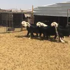 عرضين رخال نجد و رخال عيسيات صنف