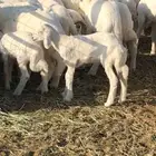 رخال حرش خلفات مراح