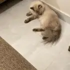 قطة