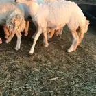 رخال حرش مراح