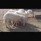 6 جذعات طيبات مراح محصنات