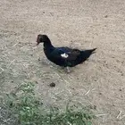 ذكر بط بلدي للبيع