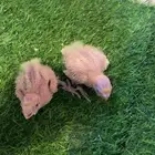 فروخ كروان للبيع