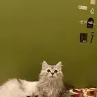 لتبني