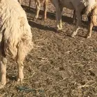 غنم مراح حريات