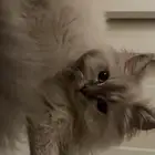 قط هيمالايا للتبني