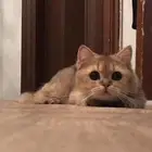 بريتيش شورت هير للبيع