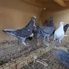 حمام ذبح