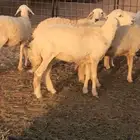 غنم حرش مراح واحد