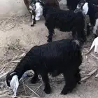 اربع جذعات عوارض