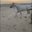 حصان شعبي شيخ الحد 2 000الحصان متعود مع اللابل ولا ادري كم