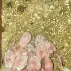 فروخ روز البينو (تم البيع)