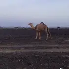 بكره هيافيه كفو