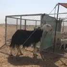 شاة نجدية طيبه معها رخل
