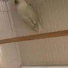 انثى روز للتبني