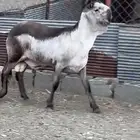 مشروع فحل درماني صنف