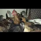 صوص شهرين