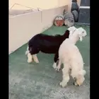 ذبيحه نجدي الرياض حي الشفآء آي مكان نوصل فيه ذبح باقي وحد