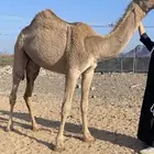 بكره مفرود