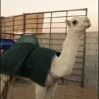 بكرة رمانية