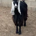 عنز عارضيه للبيع