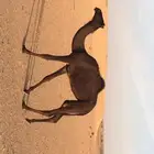 بكره طيبه