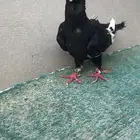 مساويد طيره منتجه