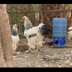 اطقم دجاج براهما كولومبي بياض