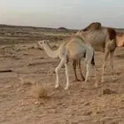 قعود قصب
