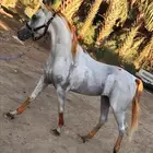 ايواء خيل