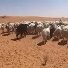 للبيع غنم مراح حريات