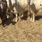 معزا مشاريك صنف