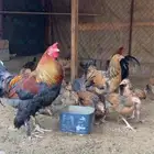 دجاج براهما للبيع .