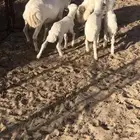 رخال رفد خلفات