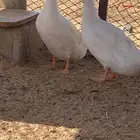 بط  للبيع