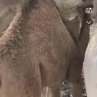 قعود بري