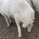 طليان جبر