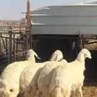 رخال حريات صنف