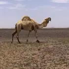 للبيع بعير
