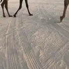 قعود كفو ابيه ولد حكمان الفصام وجدته من ابيه تشارك