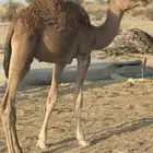 قعود على الحليب