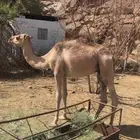 قعدان للبيع