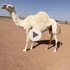 لقحه وضحا