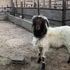 فحل نعيمي جبر