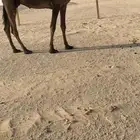 بكر عشرا سلم علا جميع الشروط